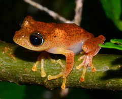 Boophis pyrrhus