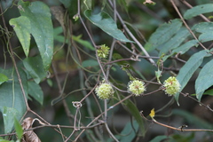 Smilax ovalifolia