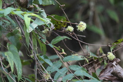 Smilax ovalifolia