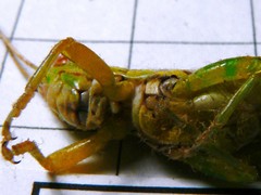 Bermius