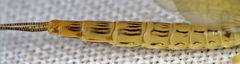Ephemera lineata