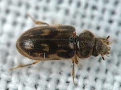 Heterocerus fenestratus