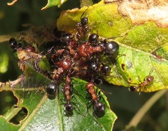 Atopomyrmex mocquerysi