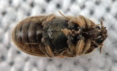 Heterocerus fenestratus
