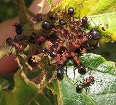Atopomyrmex mocquerysi
