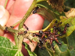 Atopomyrmex mocquerysi