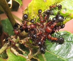 Atopomyrmex mocquerysi
