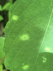 Puccinia recondita