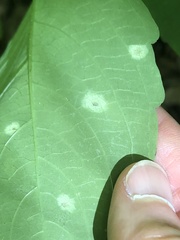 Puccinia recondita