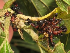 Atopomyrmex mocquerysi