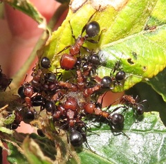 Atopomyrmex mocquerysi