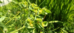 Euphorbia hirsuta