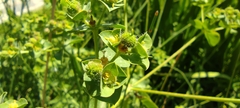 Euphorbia hirsuta