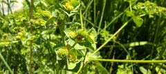 Euphorbia hirsuta