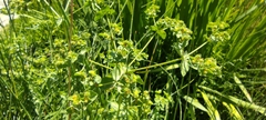 Euphorbia hirsuta