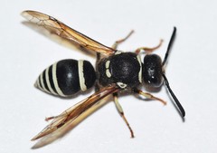 Ancistrocerus waldenii