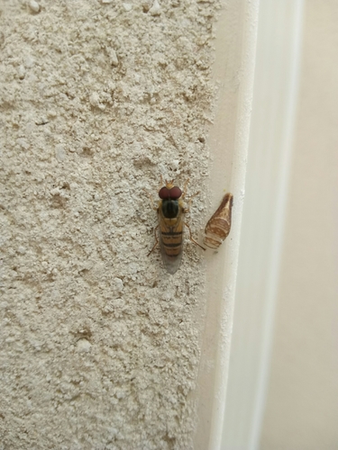 Marmalade hoverfly