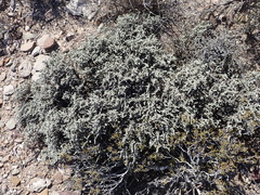 Caroxylon tuberculatum