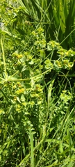 Euphorbia hirsuta