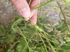 Raphanus raphanistrum landra