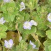 Hiedrezuela Terrestre - Photo (c) skitterbug, algunos derechos reservados (CC BY), subido por skitterbug