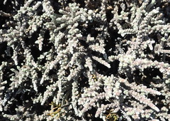 Caroxylon tuberculatum