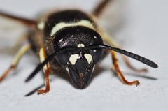 Ancistrocerus waldenii