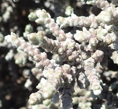 Caroxylon tuberculatum (Caroxylon tuberculatum)