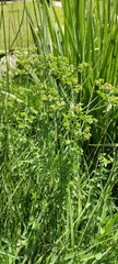 Euphorbia hirsuta