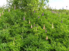 Lupinus polyphyllus