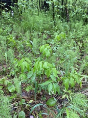 Vicia venosa baicalensis