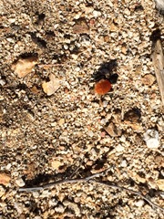 Dasymutilla magnifica