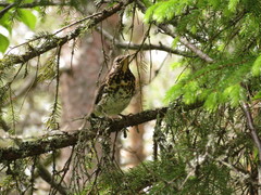 Turdus pilaris