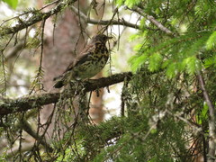 Turdus pilaris