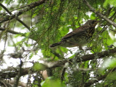 Turdus pilaris