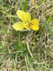 Viola lutea lutea