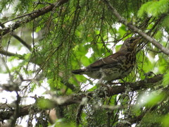 Turdus pilaris