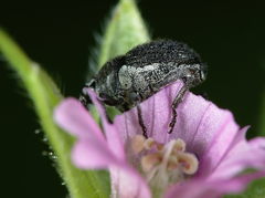 Zacladus exiguus