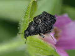 Zacladus exiguus