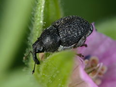 Zacladus exiguus