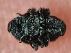 Zacladus exiguus