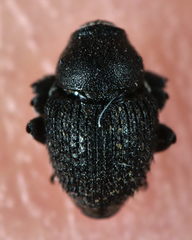 Zacladus exiguus