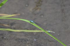 Coenagrionidae