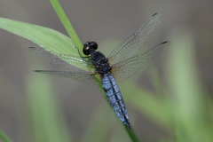 Lyriothemis pachygastra