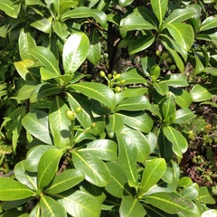 Psychotria mariniana
