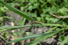 Lyriothemis pachygastra