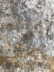 Trachyrhinus marmoratus