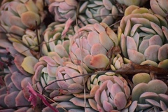 Echeveria elegans