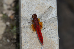 Crocothemis servilia mariannae