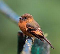 Cinnamon Flycatcher photo 3
